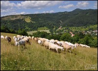 x-2013-pasenie-farma.jpg