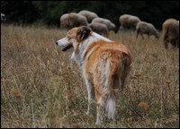 x-2013-pasenie-jerry.jpg