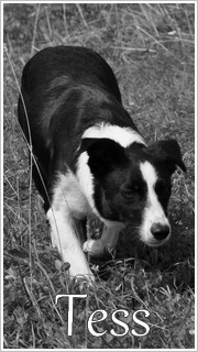 tess-p4.jpg